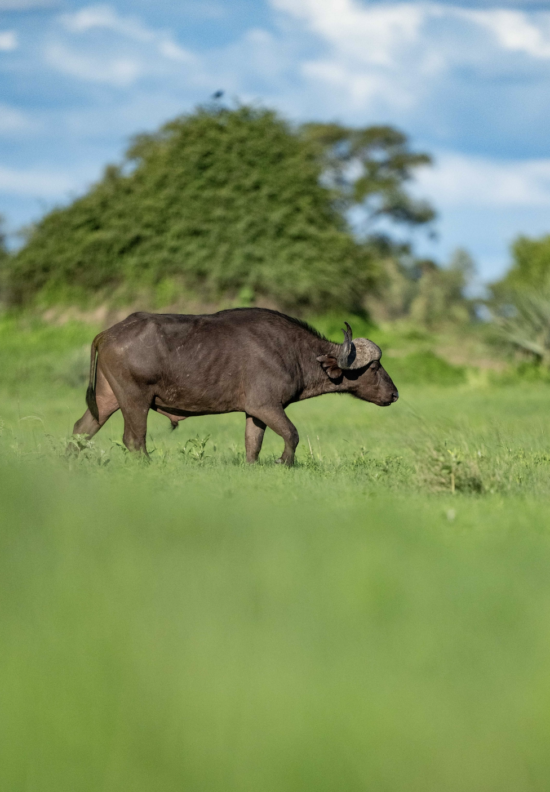 African Buffalo | African Luxury Safaris | Ameliya Safaris